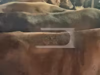 بقرة, الماشية — الصورة 1