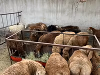 Овца, Бараны — фото 1