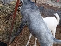 عنزة, Saanen goat — الصورة 3