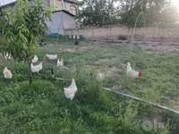 Ломан Браун — сүрөт 3