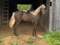 Stute, Rocky Mountain Horse — Foto 8