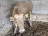 Bulle, Simmental cattle — Foto 8