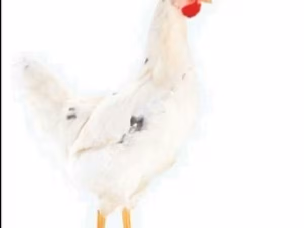 موسكو بلاك