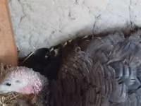 Turkeys — Foto 2