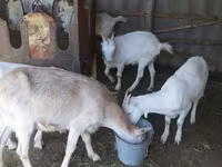 Ziege, LaMancha goats — Foto 5