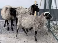 Кочкор, Гиссар койу — сүрөт 1