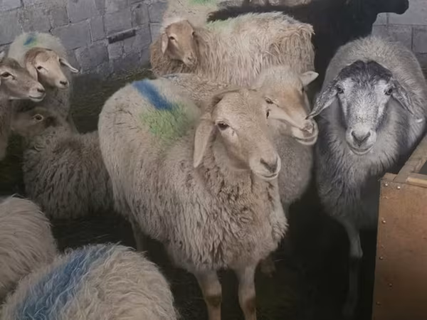 Tian-Shan semifinewool sheep