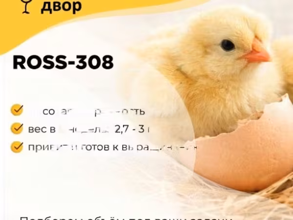 روس 308