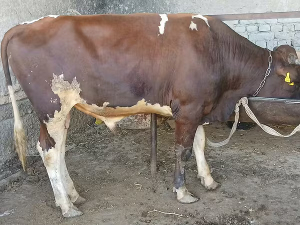 Букачар, Сиырлар