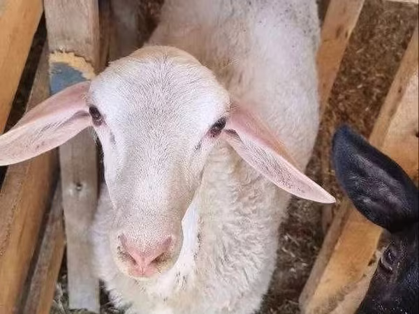 Кочкор, Романов койу