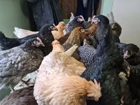 Chickens — 照片 1