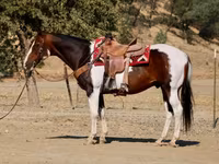 Horse (M), National Show Horse — photo 5