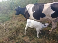 Bulle, Holstein-Rasse — Foto 1
