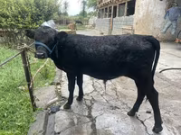 ثور, هيرفورد — الصورة 3