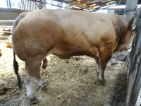 Bulle, Partenaise cattle — Foto 3