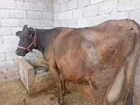 Kuh, Swiss cattle — Foto 5