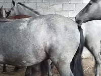 Aygʻir, Horse breed — 3-rasm