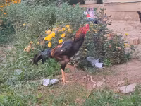 Chickens — Foto 3