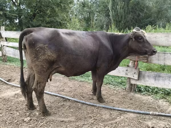 نژاد آلتائو