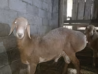 Carnero, Arashan sheep — foto 6