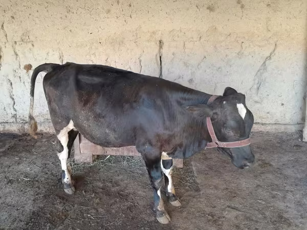 母牛, Cattle — 乌兹别克斯坦