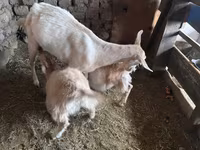 बकरी, Saanen goat — फ़ोटो 5