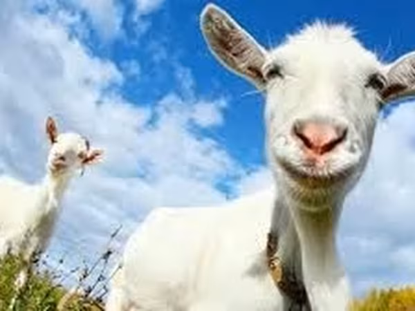 Cabro, Cabras