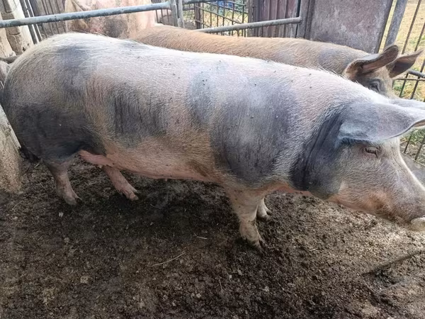 Cerda, Cerdos