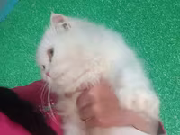 Уй, Кыргызыстан — сүрөт 2