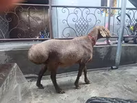 भेड़, भेड़ — फ़ोटो 1