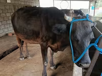 गाय, मवेशी — फ़ोटो 1