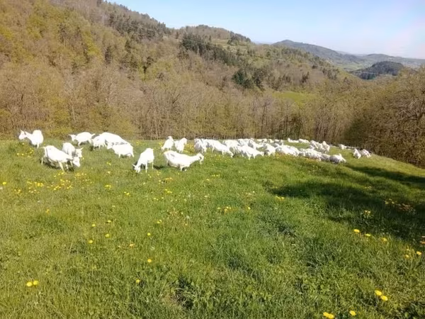 Cabra, Saanen goat