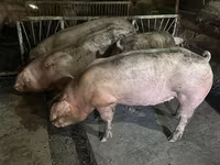 Porci de casa — फ़ोटो 1