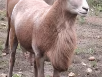 Qoʻchqor, Katum sheep — 6-rasm