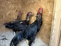 Chickens — photo 3