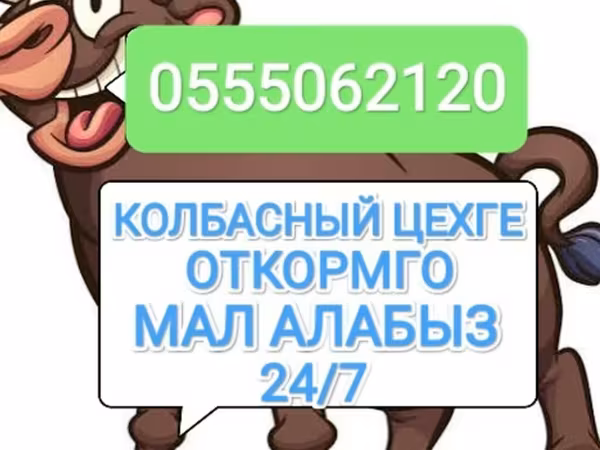 گاو