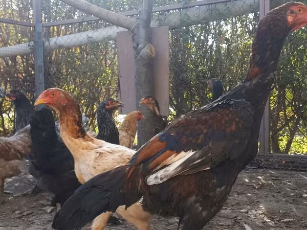 Chickens — Kirgisistan