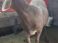 Carnero, Arashan sheep — foto 3