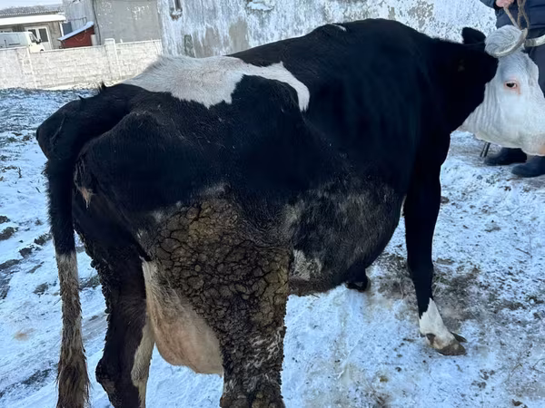 Vaca, Ganado vacuno