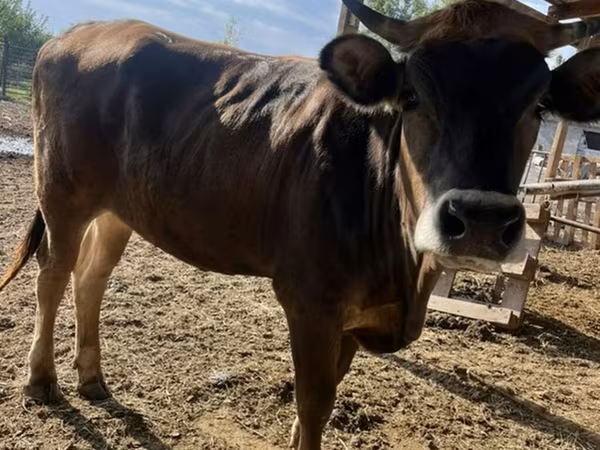 Сиыр, Swiss cattle — Қырғызстан