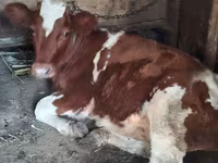 Vaca, Ganado vacuno — foto 2