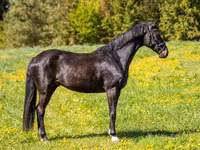 Caballo, Caballos — foto 2