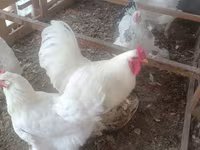 Chickens — 3-rasm