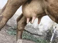 गाय, Simmental cattle — फ़ोटो 3