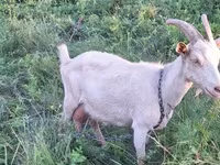 Cabra, Cabras — foto 2