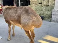 Кочкор, Койлор — сүрөт 4