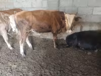 Bulle, Simmental cattle — Foto 6