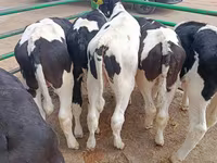 Bulle, Holstein-Rasse — Foto 4