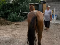 Stute, Canadian horse breed — Foto 3