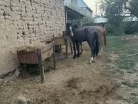 Hengst, Friesian sport horse — Foto 2